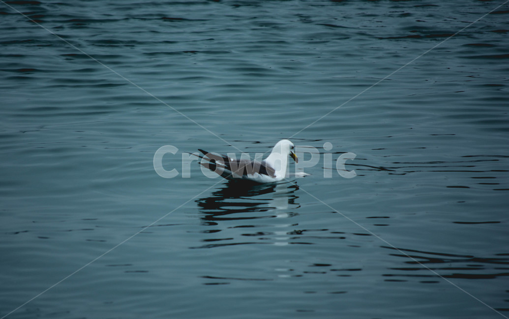 animal,동물,bird,새,seagull,갈매기,동물,animal,조류,새,birds