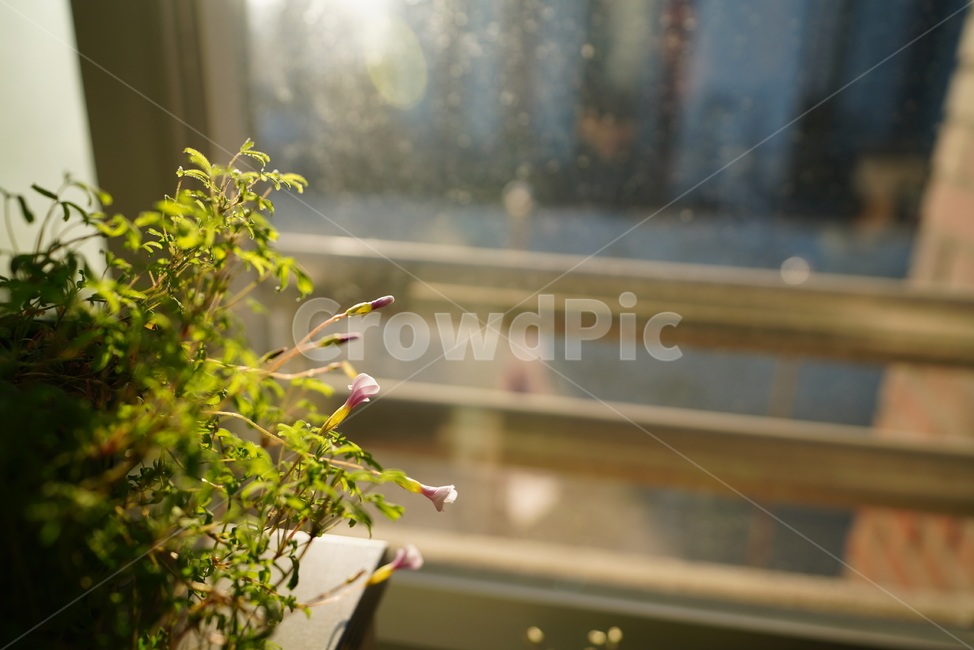빛,화분,식물,꽃,플라워,취미,느낌,감성,창,창가,생명,생물,식물,자연,plants,nature