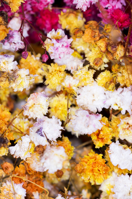 driedflower,babysbreath,plant,안개꽃,식물,꽃,식물,자연,plants,nature,꽃,flower