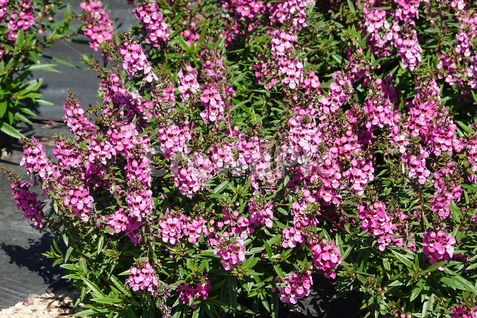 꽃축제,가을꽃,배경화면,자연,flower,autumn,nature,꽃밭,식물,자연,plants,nature,꽃,flower