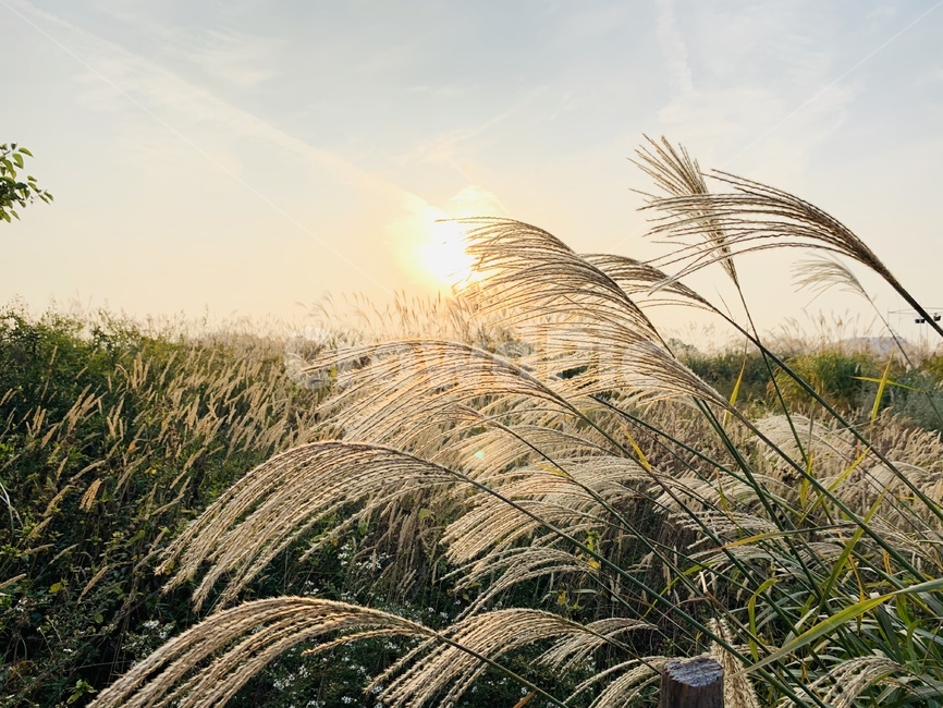 갈대,하늘공원,가을,갈대밭,갈대숲,벼,선셋,sunset,fall,가을,계절,fall,autumn,season,식물,자연,plants,nature,grass,잔디,plant,lawn,reed