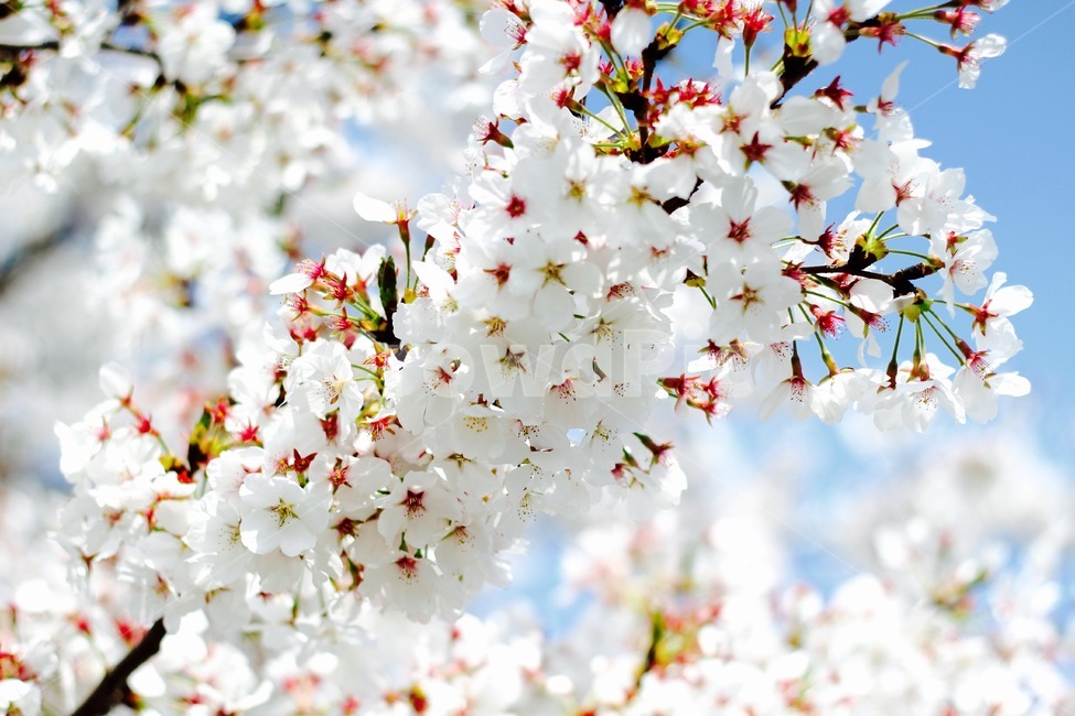 식물,꽃,벚꽃,flower,blossom,봄,식물,자연,plants,nature,꽃,flower