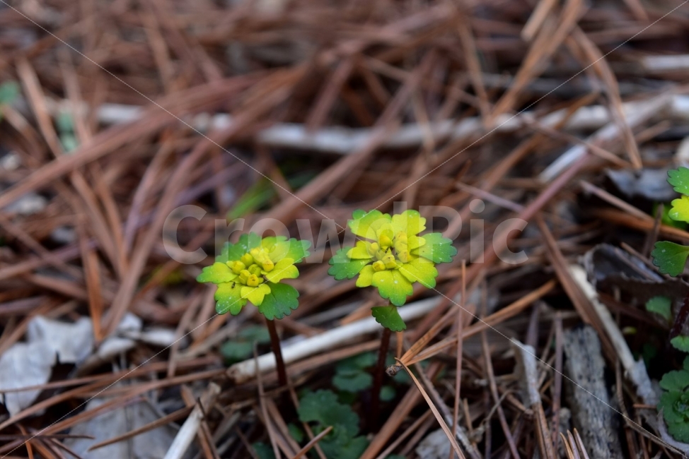 금괭이눈,봄,야생화,꽃,청태산,강원도,봄꽃,고산야생화,감성,wildflower,산꽃,봄야생화,계곡,이끼,꽃말,골짜기의황금,변하기쉬운마음,식물,자연,식생,생태,범의귀과,괭이눈속,식물,자연,plants,nature,꽃,flower