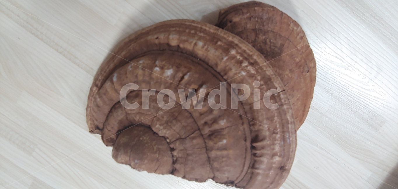 버섯,건강,말굽버섯,자연,건강차,약,식품,버섯,mushroom