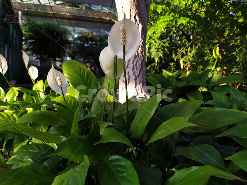 가을,leaf,plant,식물,잎,식물,자연,plants,nature