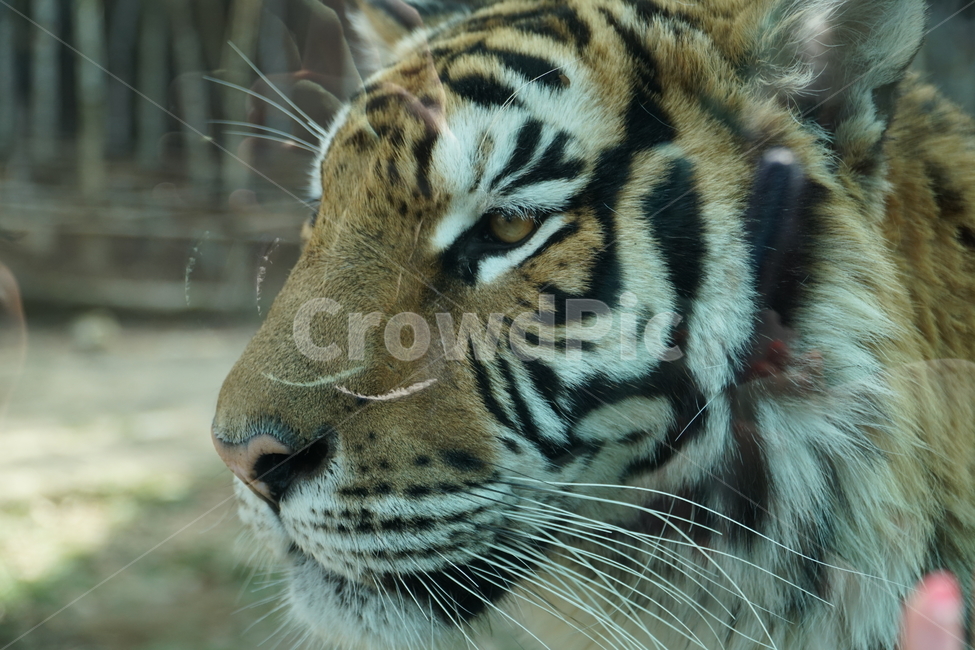 호랑이,tiger,동물,animal,포유류,mammals,맹수,savage,beast,육식동물,짐승,사나운,사납다,무서운,무섭다,맹호,범,고양이과,야생,자연,nature,타이거,한국호랑이,시베리아호랑이,백두산호랑이,아무르호랑이,동북호랑이,동북호,AmurTiger,pantheratigrisaltaica,동물,animal,포유류,mammal