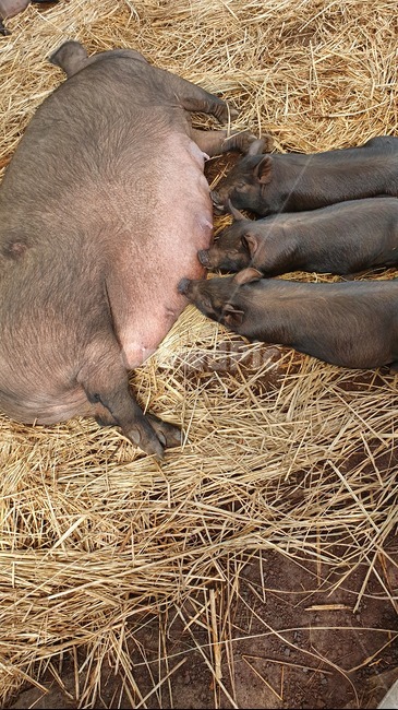 돼지,동물,새끼돼지,엄마돼지,젖,동물,animal,포유류,mammal
