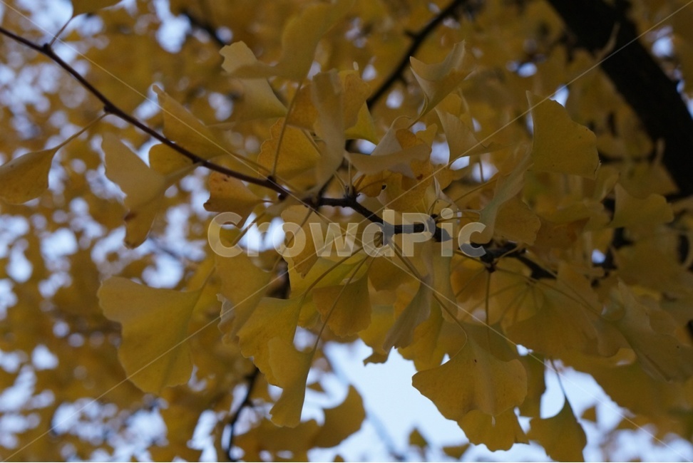 leaf,잎,plant,식물,가을,가을,계절,fall,autumn,season