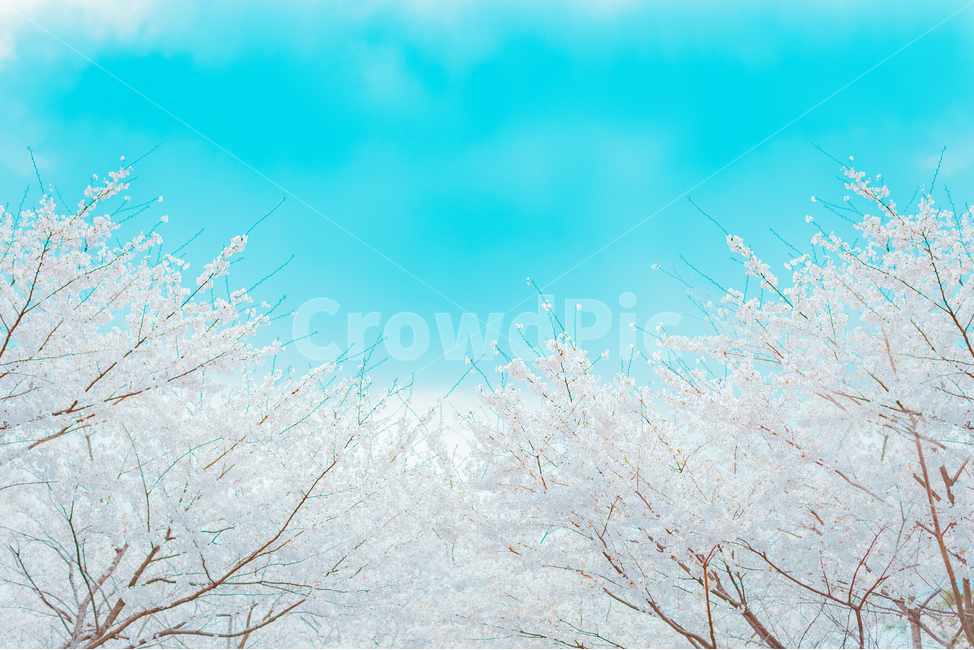 벚꽃,벛꽃,봄꽃,봄,나무,하늘,봄,계절,spring,season,자연,풍경,nature,landscape,outdoors,옥외