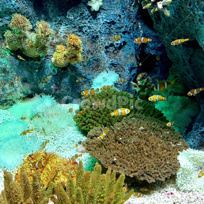 니모,아쿠아리움,롯데몰,물고기,해초,동물,animal,어류,물고기,fish