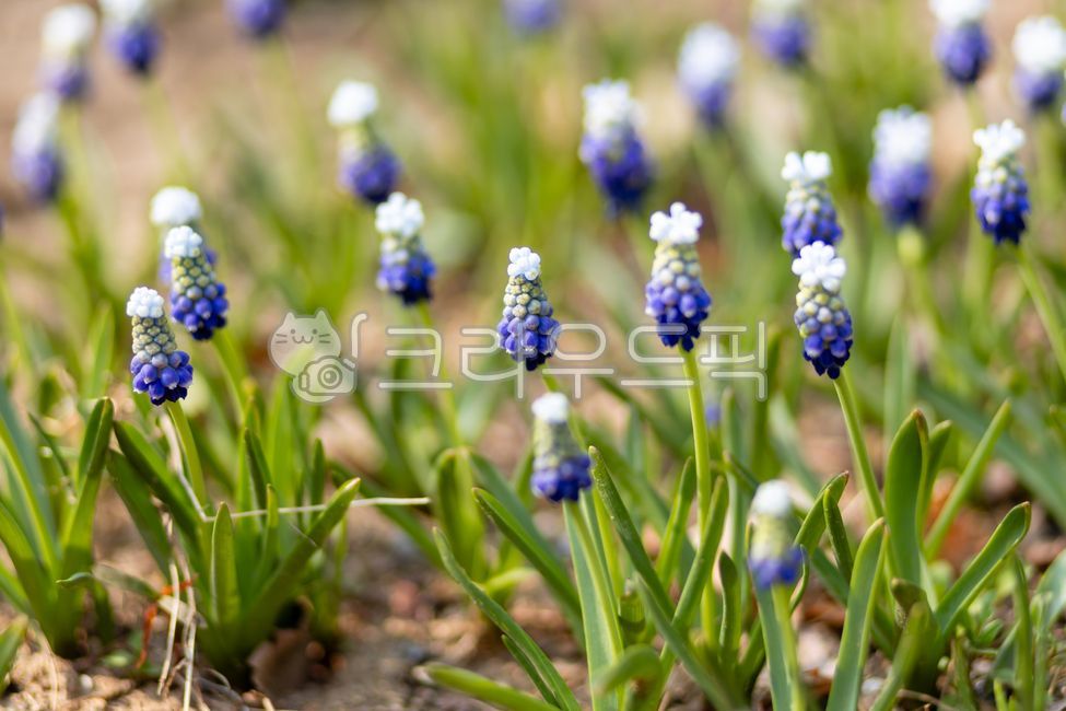 flower,muscari,purple,plant,white,green,blossom,bloom,blooming,nature,field,closeup,garden,gardening
