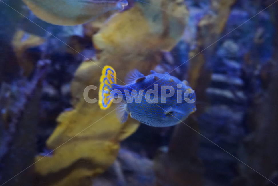 동물,물고기,아쿠아리움,열대어,fish,수족관,동물,animal,어류,물고기,fish