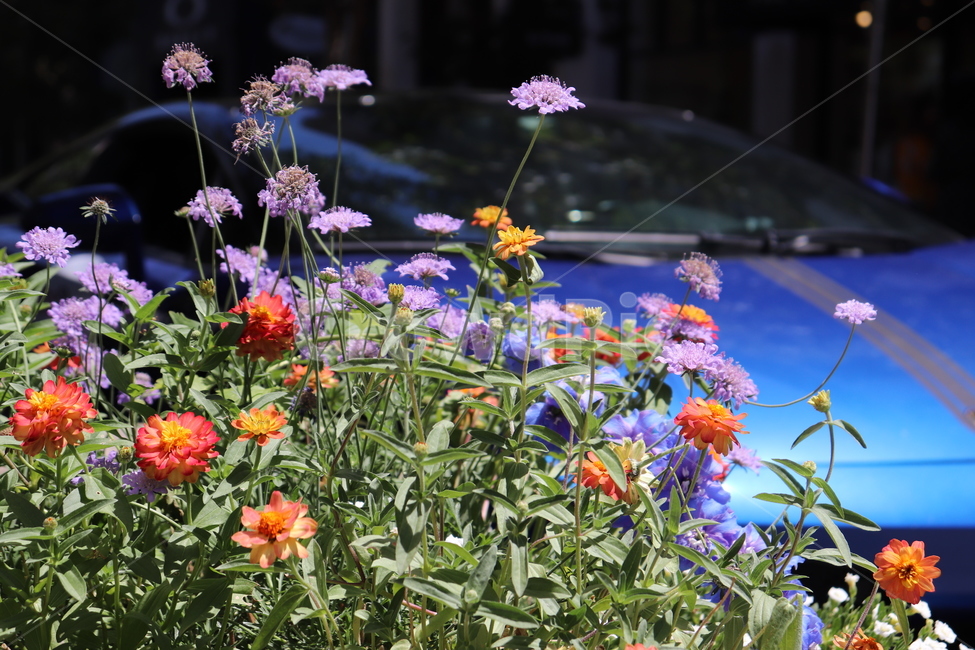 plant,flower,식물,geranium,blossom,꽃,제라늄