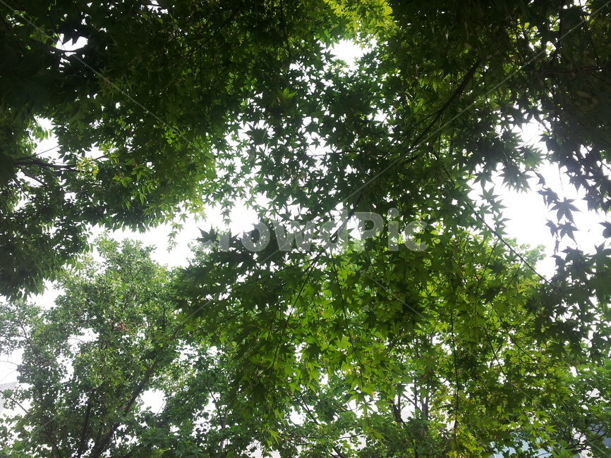 식물,tree,나무,별나무,green,식물,자연,plants,nature