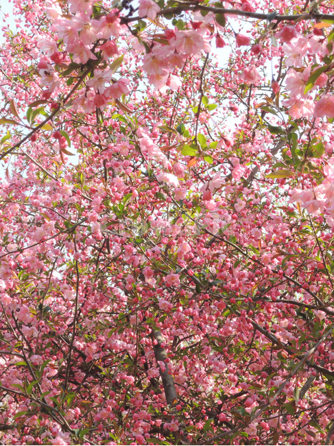봄,벚꽃,꽃잎,겹벚꽃,핑크,계절,나뭇가지,하늘,자연,park,spring,cherryblossom,season,branch,bloom,nature,tree,flower,floral,outdoor,petal,blossom,sakura,pink,봄,계절,spring,season,식물,자연,plants,nature,꽃,flower,plant,cherry blossom