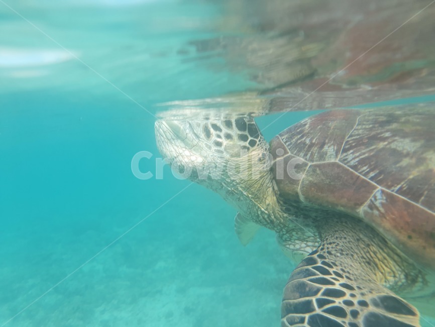 turtle,터틀,해양생물,거북이,animal,동물,sealife,reptile