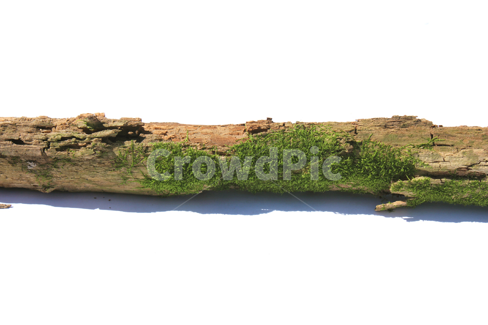 bark,branch,branchesmoss,brown,closeup,detail,dry,green,moss,natural,nature,piece,plant,tree,wood,wooden,이끼,그린,녹색,나뭇가지,오래된,자연,식물,나무,우드,건조한,마른,가지,풀,이끼풀,흰배경,클로즈업,갈색,브라운,나무,trees,wood