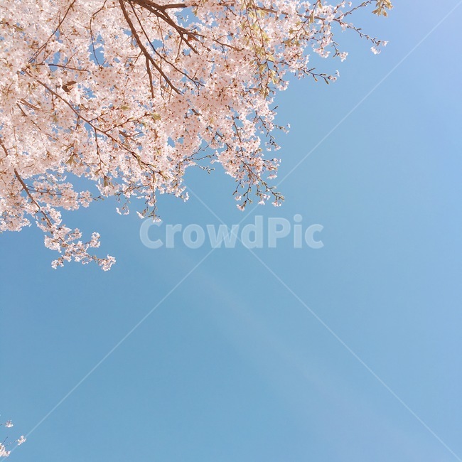 벚꽃,분홍하늘,하늘,봄,봄하늘,봄,계절,spring,season,자연,풍경,nature,landscape,plant,식물,flower,꽃,blossom