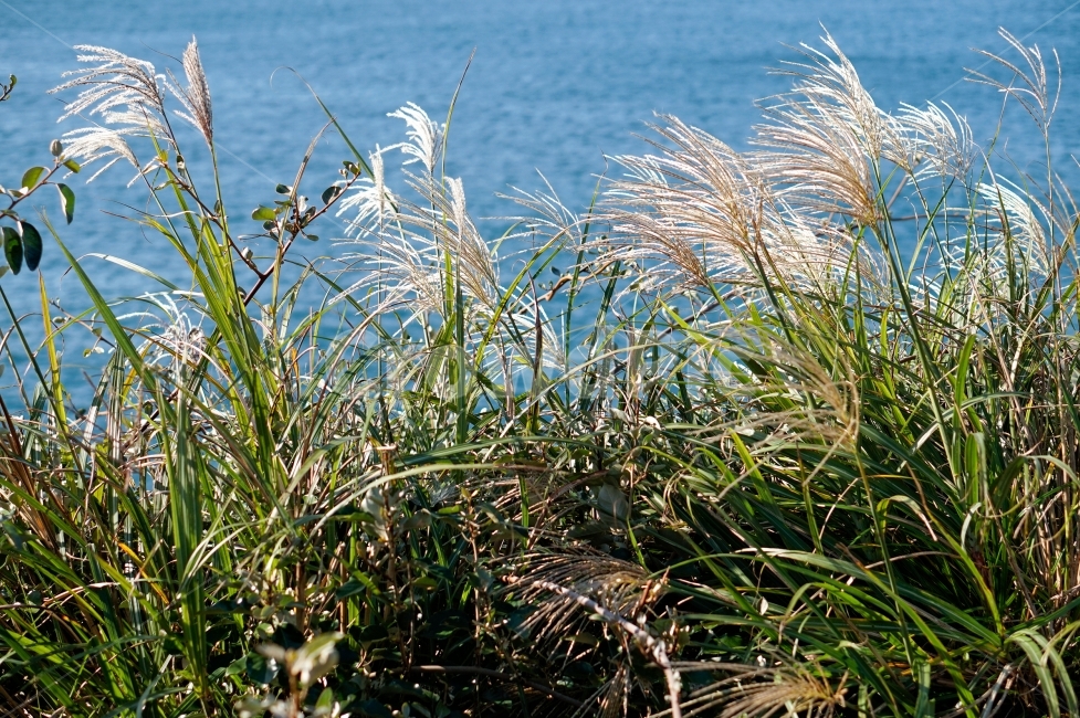바다,햇살,풀,숲,갈대,감성,감성사진,바람,photo,snap,식물,자연,plants,nature