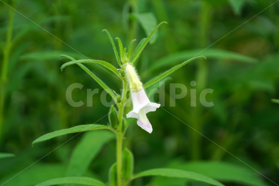 꽃,참깨꽃,식물,풀,풀잎,자연,플라워,flower,nature,풍경,landscape,꽃사진,감성,감성사진,힐링,힐링사진,느낌,분위기,feel,feeling,스냅,스냅사진,스넵,스넵사진,snap,snapshot,한국자연,한국의자연,plant,plants,여름꽃,꽃밭,화단,8월,August,여름,summer,계절,season,식물,자연,plants,nature,꽃,flower