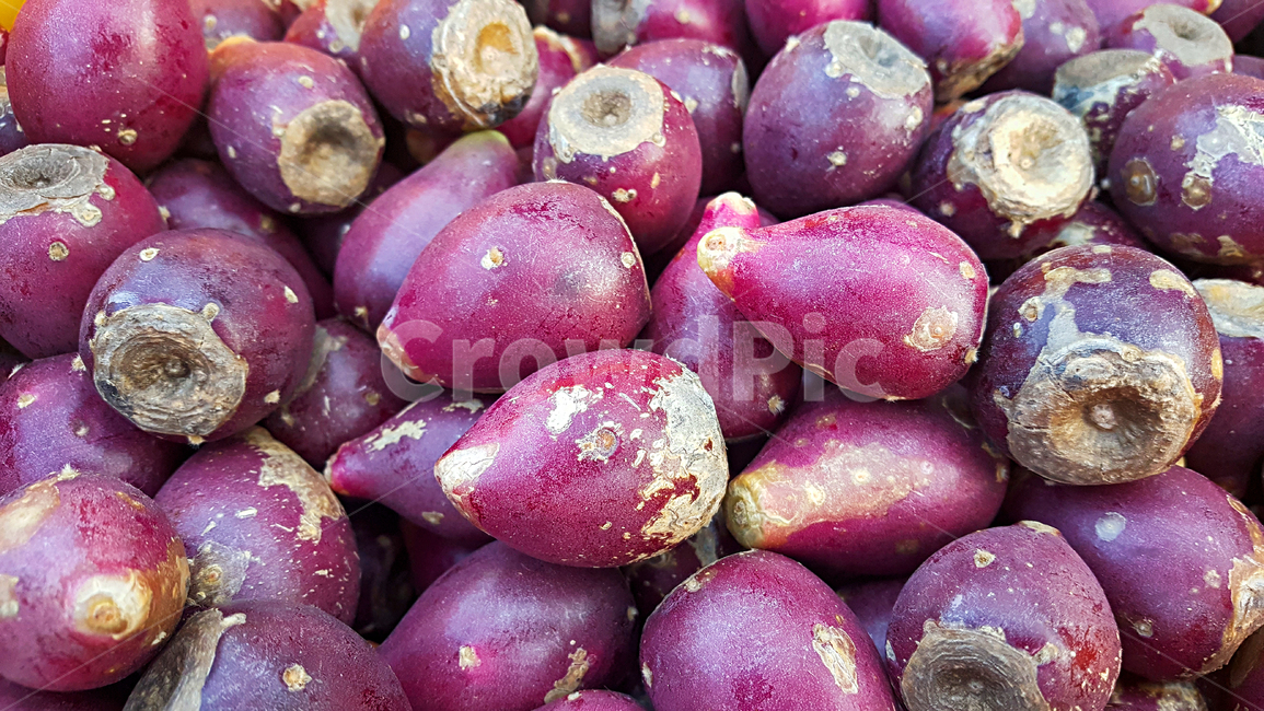 백련초,plant,식물,자연,열매,선인장열매
