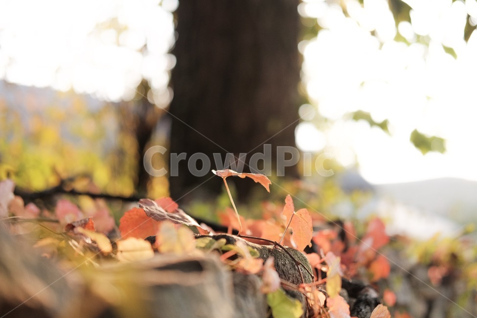 단풍,나뭇잎,나무,풀,담쟁이,덩굴,가을,계절,fall,autumn,season,식물,자연,plants,nature,감성,sensible,feeling,휴식,힐링,rest,relaxation,healing,leaf,잎,plant,tree