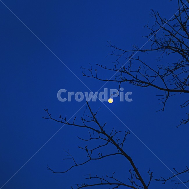 달,나무,밤하늘,보름달,남색하늘,자연,풍경,nature,landscape,야경,밤,nightscape,night,outdoors,옥외,outer space,대기권 밖,astronomy,천문학,universe,우주,moon,space