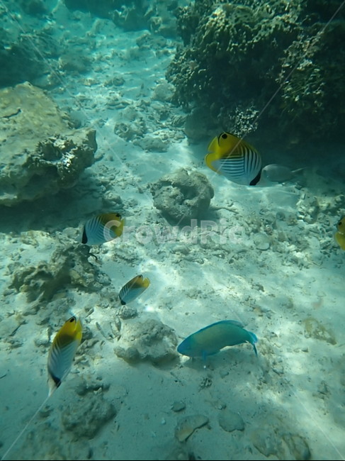 일본,japan,오키나와,okinawa,바다,sea,물고기,fish,snorkeling,스노쿨링