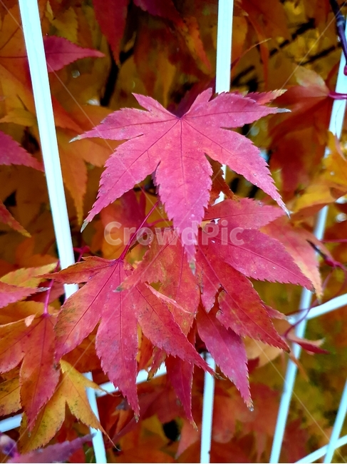 단풍,단풍잎,가을,빨강,단풍나무,가을,계절,fall,autumn,season,leaf,잎,plant,식물,tree,나무,maple