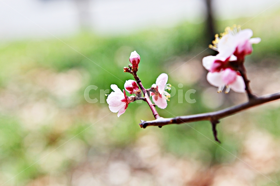매화,꽃,매화꽃,나무,배경,자연,자연,풍경,nature,landscape,식물,plants,꽃,flower,나무,trees,wood,plant