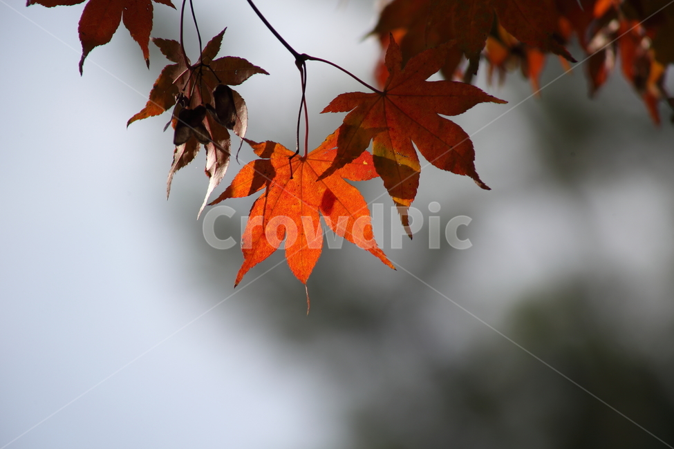 단풍,단풍나무,엽록소,가을,redleaves,가을,계절,fall,autumn,season,식물,자연,plants,nature,leaf,잎,plant,tree,나무