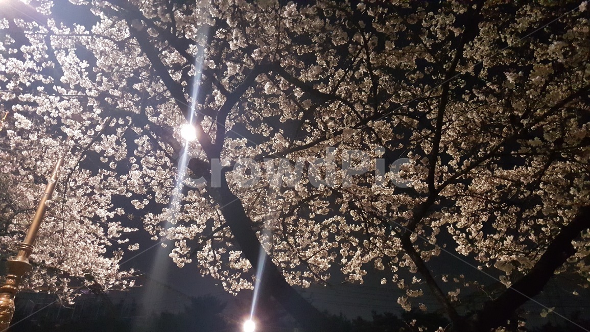 대구,벚꽃,두류,산책,밤