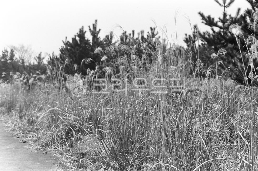감성사진,흑백사진,갈대숲,빈티지,잔잔한,plant,식물,제주도,자연의,nature,꽃,갈대,억새,자연,제주,jeju,jejuisland,풍경,가을,하늘공원,공원,계절,fall,autumn,season,감성,sensible,feeling,grass,잔디,lawn,black,blackandwhite,필름사진