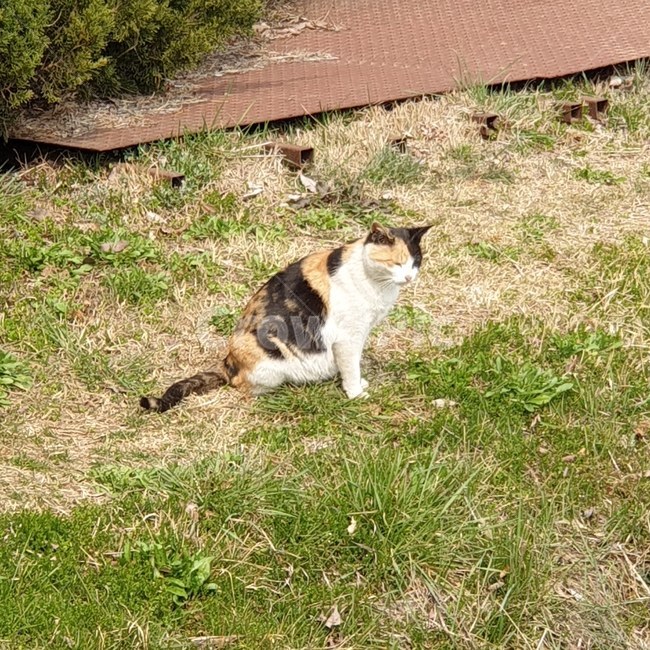 고양이,길냥이,광합성,귀여움,냥이,동물,animal,포유류,mammal,고양이,cat,kitten,kitty