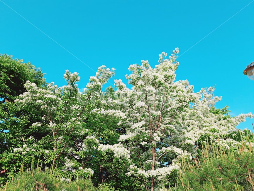 하늘,나무,흰꽃,맑은날,tree,sky