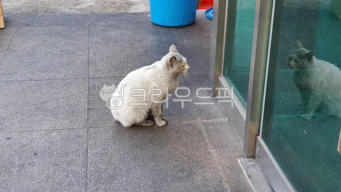 mirror,flooring,stray cat,cat,animal,floor