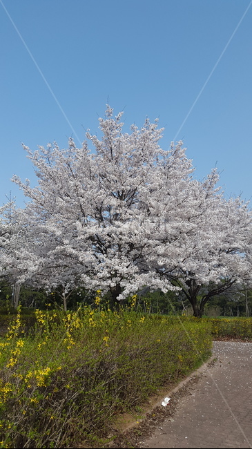 plant,식물,flower,blossom,꽃,벚꽃