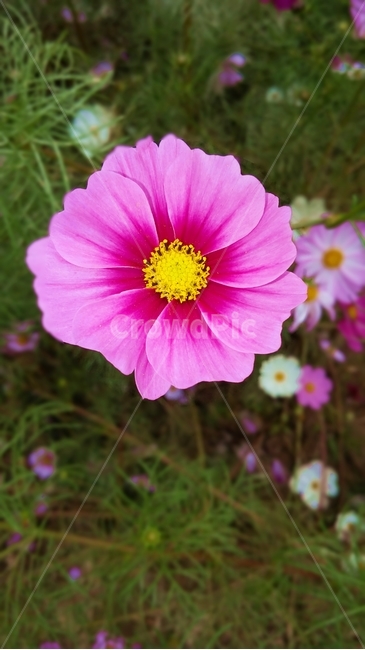 plant,식물,pollen,화분,분홍