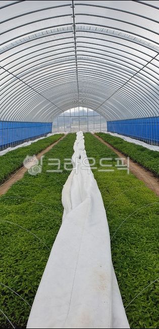greenhouse,온실,농작물재배,farm,vinylgreenhouse,농사,고추재배,pepper,farming,farmwork,agriculture