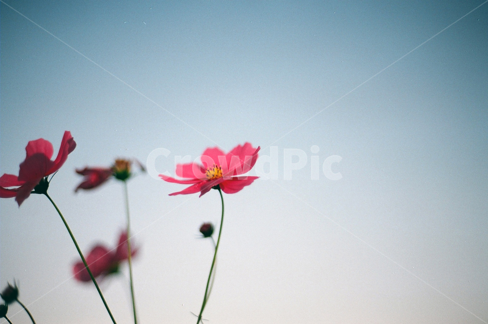 꽃,빨간꽃,분홍꽃,코스모스,가을,가을하늘,가을감성,가을,계절,fall,autumn,season,식물,자연,plants,nature,꽃,flower,plant,blossom,daisy,데이지,daisies