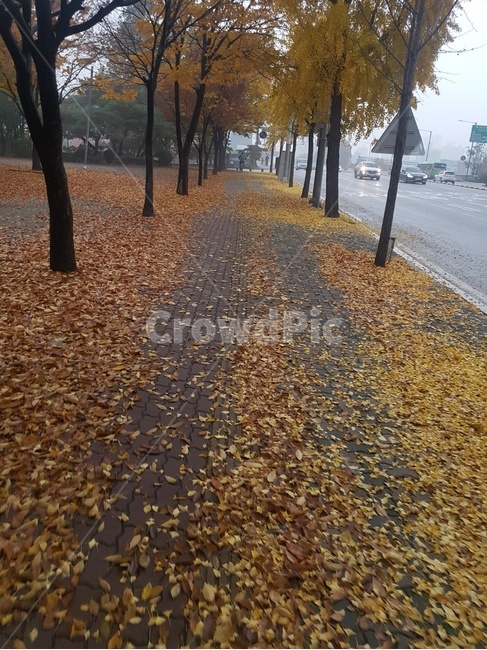 plant,treetrunk,나무줄기,식물,tree,나무,leaf,잎,가을,계절,fall,autumn,season,식물,자연,plants,nature