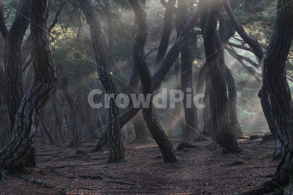 나무,삼릉,경주,소나무,빛내림,자연,풍경,nature,landscape,한국자연풍경,한국자연경관,korea nature landscape,식물,plants,나무,trees,wood,휴식,힐링,rest,relaxation,healing,plant,tree,tree trunk,나무 줄기