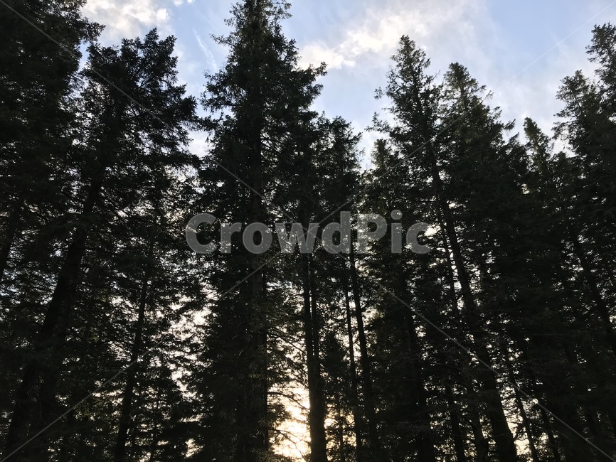 나무,tree,소나무,자연,nature,풍경,자연,풍경,nature,landscape,식물,plants,나무,trees,wood,fir,전나무,plant