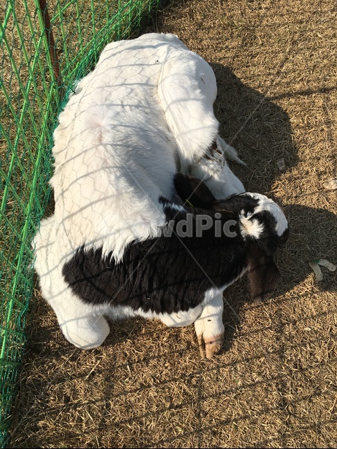 젖소,얼룩소,잠,울타리,땅,동물,animal