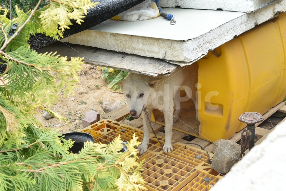 개,강아지,진돗개,시골,고향,향수,성주,동물,animal,포유류,mammal,개,강아지,dog,doggy