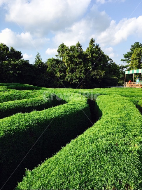 sunlight,green tea road,winding,weather,jeju island,Maze Park,park