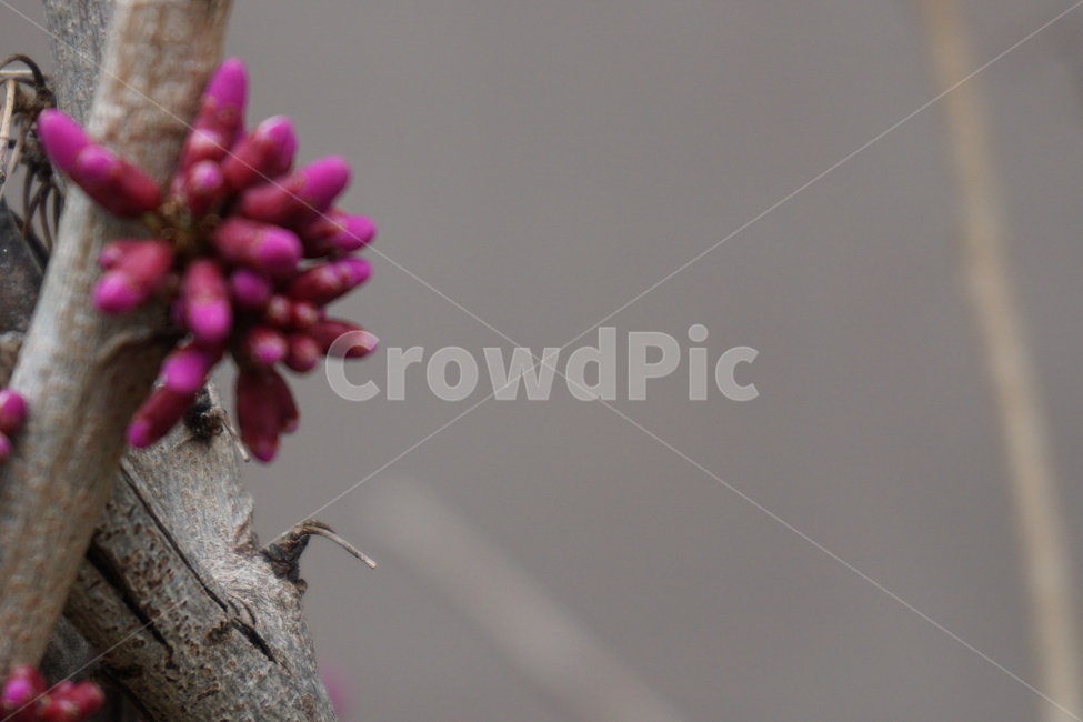 꽃,봄꽃,박태기나무꽃,분홍색,꽃나무,봄,3월,나뭇가지,봄,계절,spring,season,식물,자연,plants,nature,꽃,flower,plant