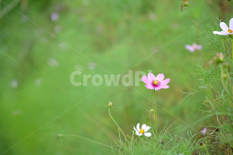 코스모스,꽃,가을꽃,식물,풍경,식물,자연,plants,nature,꽃,flower