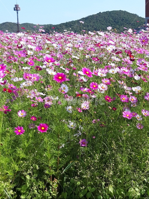 plant,식물,flower,geranium,제라늄,blossom,꽃,nature,자연,outdoors,옥외,grassland,목초지,field,들,countryside,rural,식물,자연,plants,nature,꽃,flower