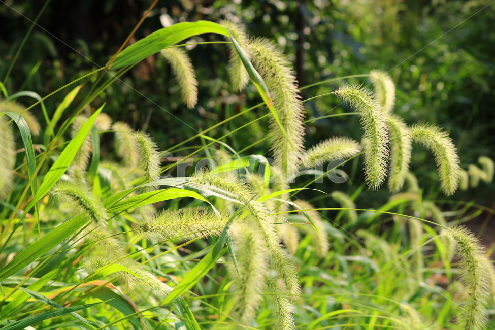 강아지풀,풀,잡초,들풀,자연,풍경,식물,자연,plants,nature